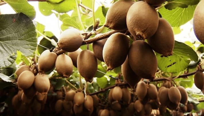 种子战争悄然开打，中国水果如何“接招”？