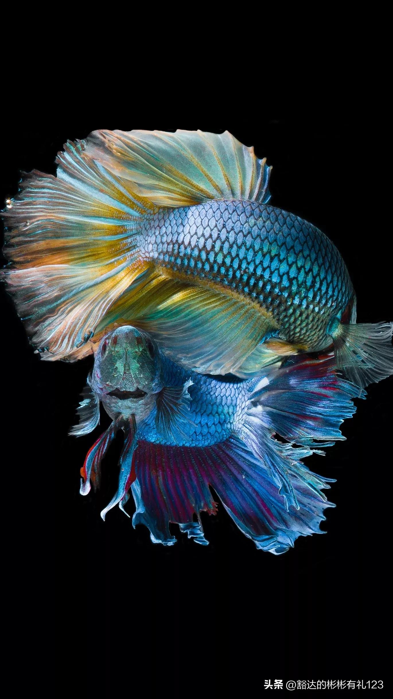 难得一见绝美一清二楚郁金香壁纸,难得一见雪景壁纸