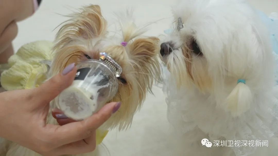 掘金“它”经济，深圳90后女孩“闯荡”宠物经济赛道|先行故事汇