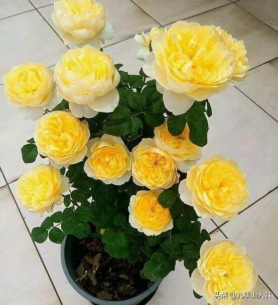 大花浓香勤花的月季品种,大花月季品种介绍大全图片及价格