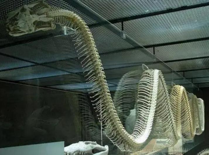 亚马逊河为什么没一座桥能跨过它,亚马逊河有多少桥梁