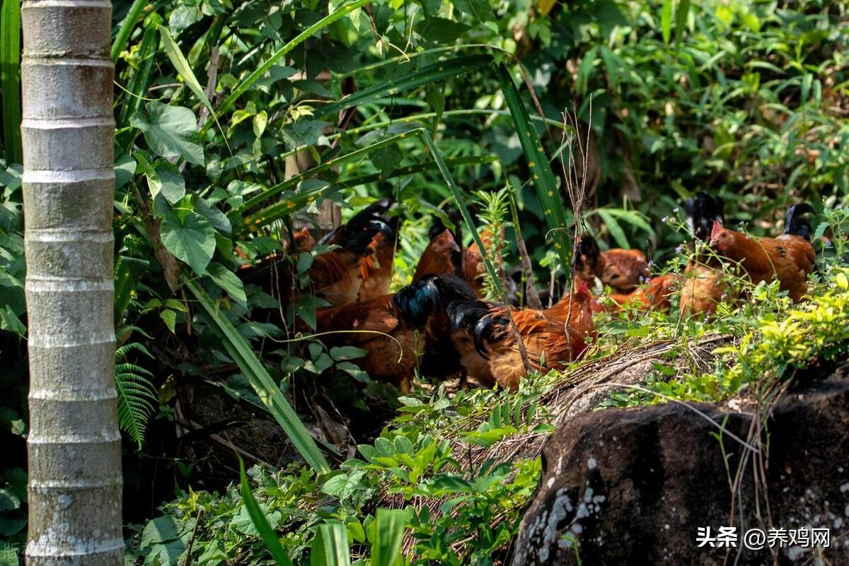 散养土鸡怎么做最赚钱呢,散养土鸡如何快速赚钱