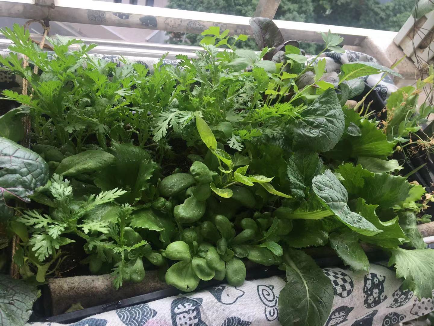 低碳低脂低糖蔬菜,低糖高钙蔬菜