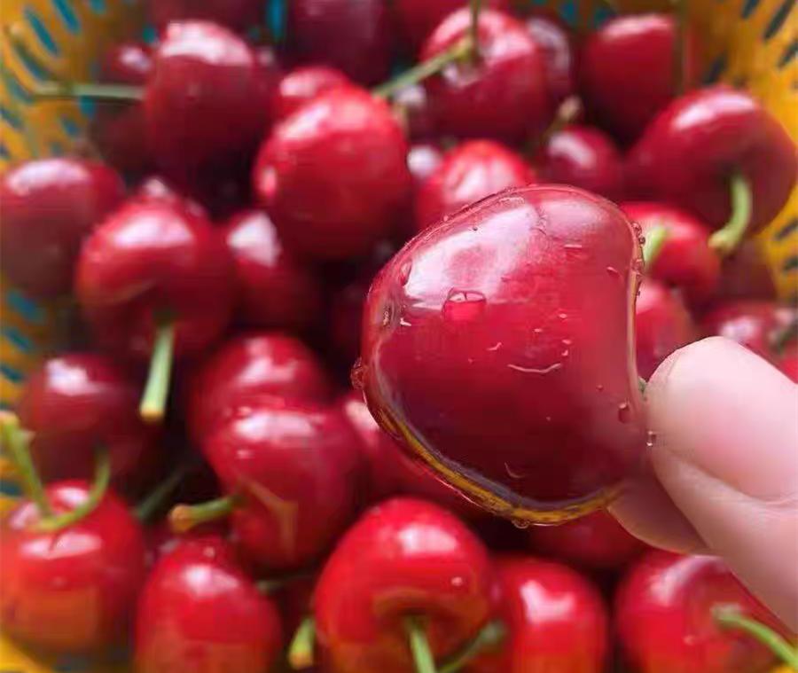 夏天两类应季水果寄生虫多,这些水果中的寄生虫一定不能忽略