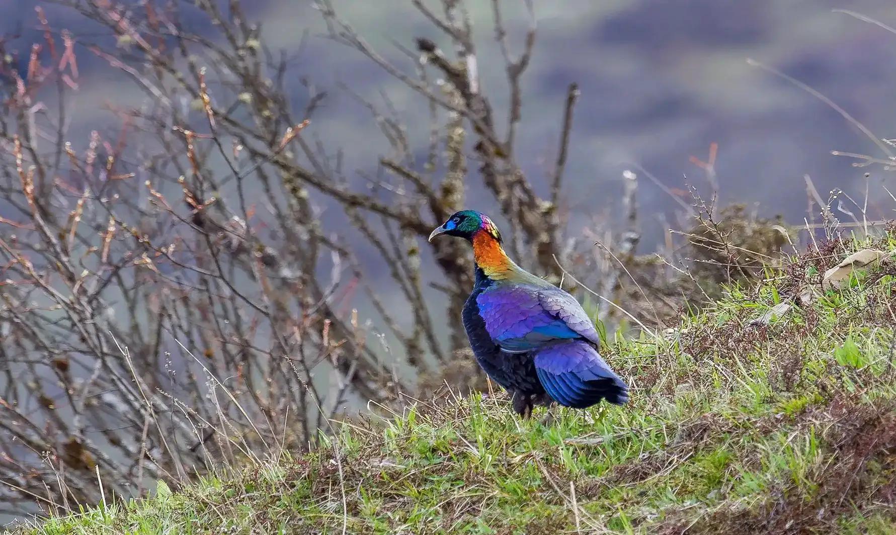 绿尾虹雉摄影,绿尾虹雉鹰鸡