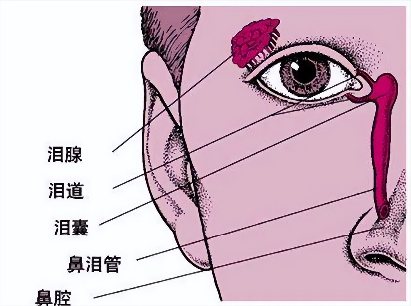 看花泪眼婆娑，很可能是泪囊炎