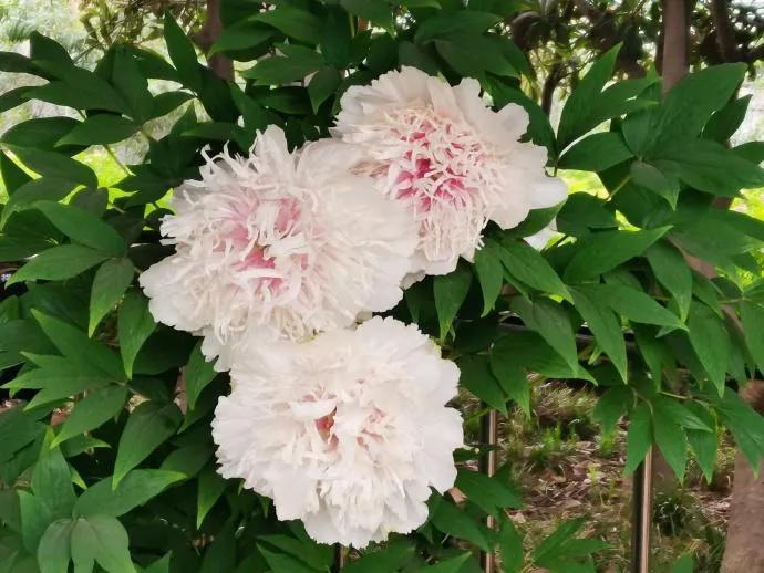 银丝贯顶牡丹只有一棵吗,珍贵牡丹花银丝贯顶