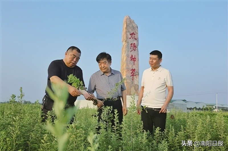 南阳绿莹艾草制品加盟,河南南阳艾草品牌