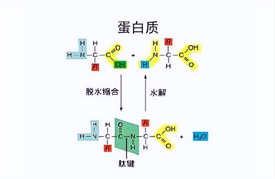 喝蛋白粉还是靠食物补充蛋白质,高蛋白饮食喝蛋白粉好吗