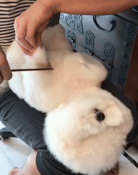 这几种狗性格温顺很适合家养,公认最温顺的七种狗你家上榜了吗