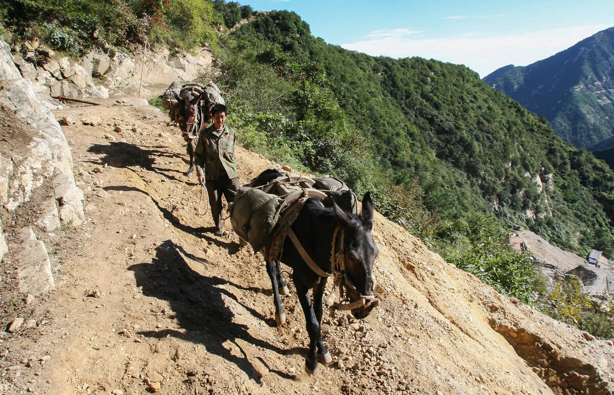 驴和马是杂交育种吗,马和驴生出的骡子是杂交吗