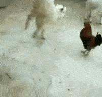 塞进去容易拔出来难,妹子着急死了哈哈哈哈哈哈！真的尴尬啊