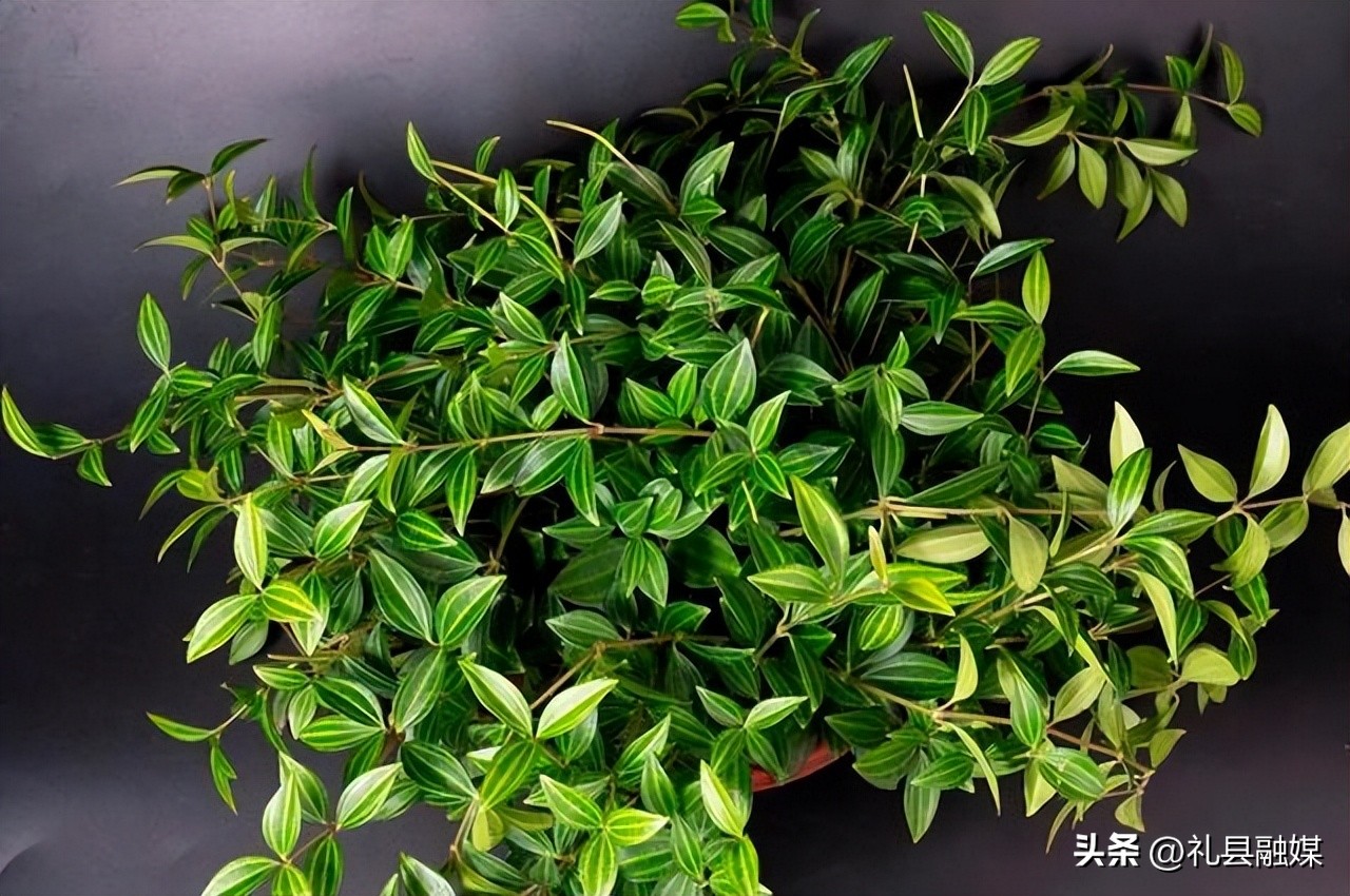 吊兰的品种与名称图片欣赏及介绍,吊兰有几种品种图片及名称介绍