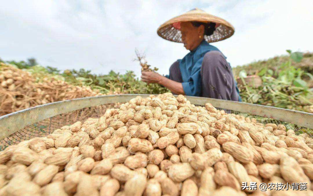 怎样解决花生空壳问题,花生空壳原因及防治方法