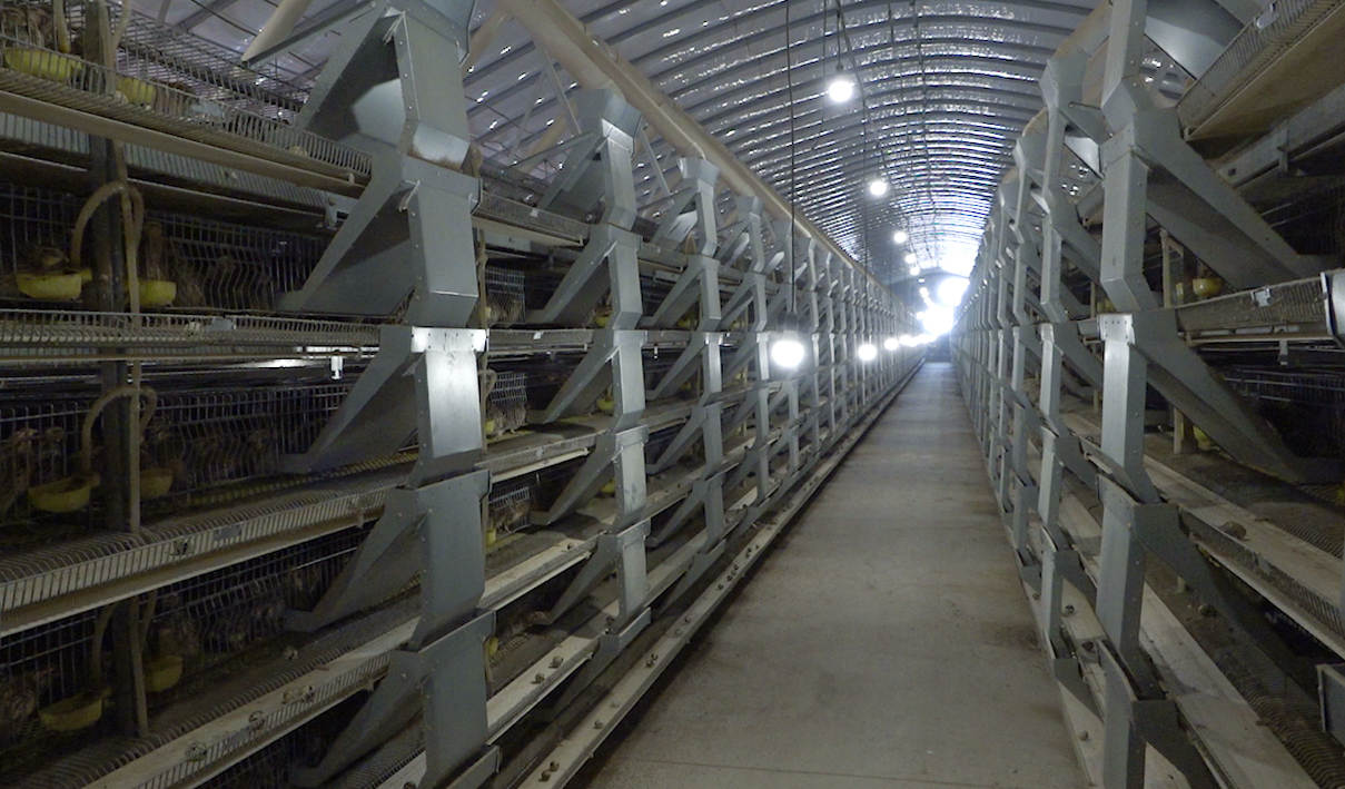 鹌鹑养殖500只投资多少钱,渭南鹌鹑养殖致富