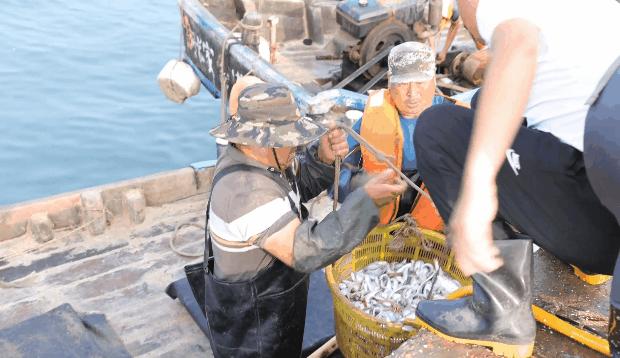 日照小海虾批发,日照小开海