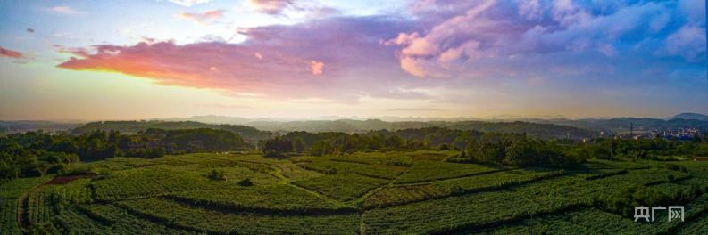 湖南邵东药材,湖南邵东中药材专业市场