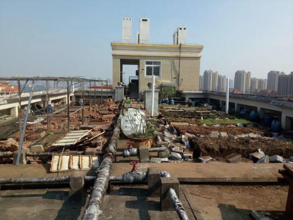 楼顶“开垦”成菜园,老人把楼顶做成菜园