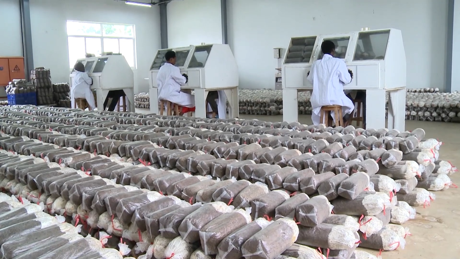 幸福草创作作品,幸福草科技集团有限公司