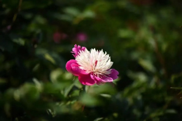 汉服花朝节上春山,上春山赏花海