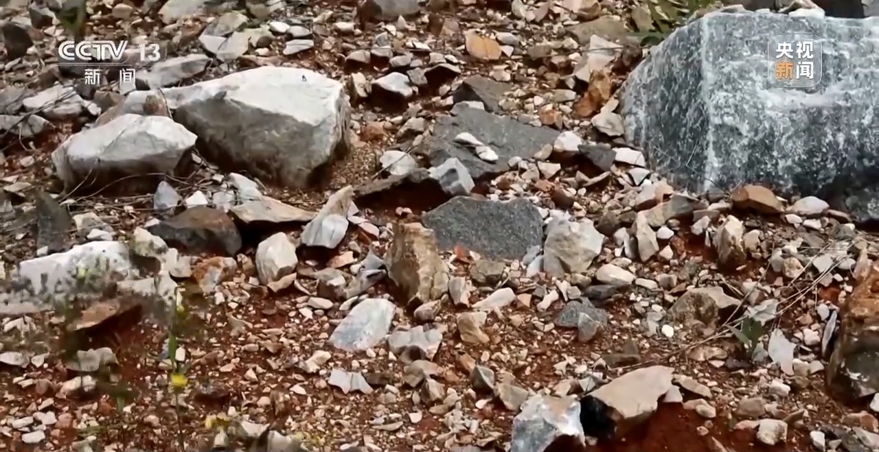 石缝种植植物,石缝种树