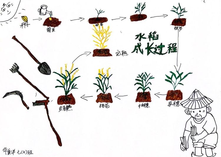 前海港湾学校12班,前海学校社会实践
