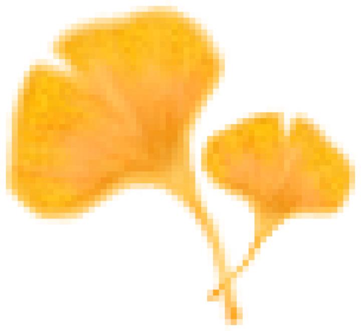 云南银杏熟了,云南银杏落叶