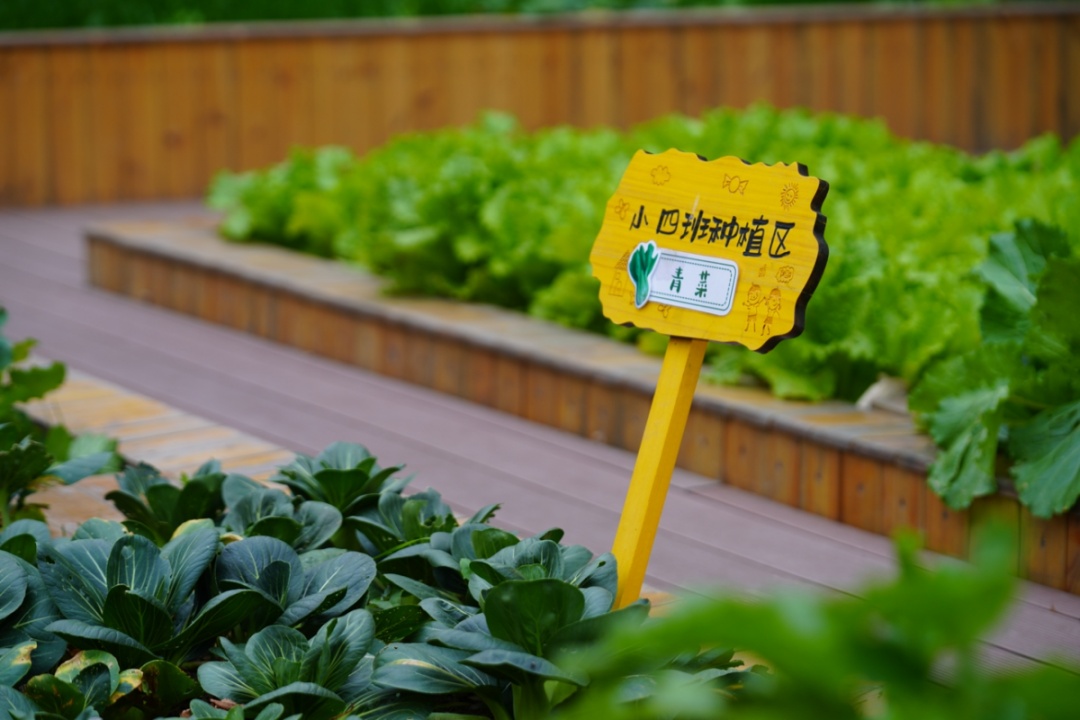 在小小的果园里面挖呀挖呀挖英文,在小小的菜园里挖呀挖呀挖