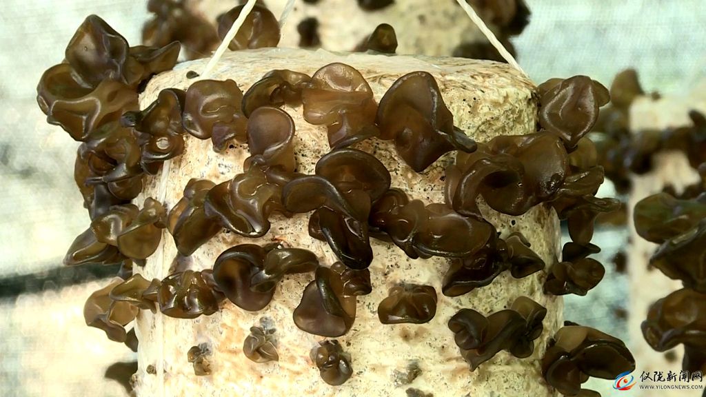 建坤种植黑木耳专业合作社,黑木耳种植助脱贫