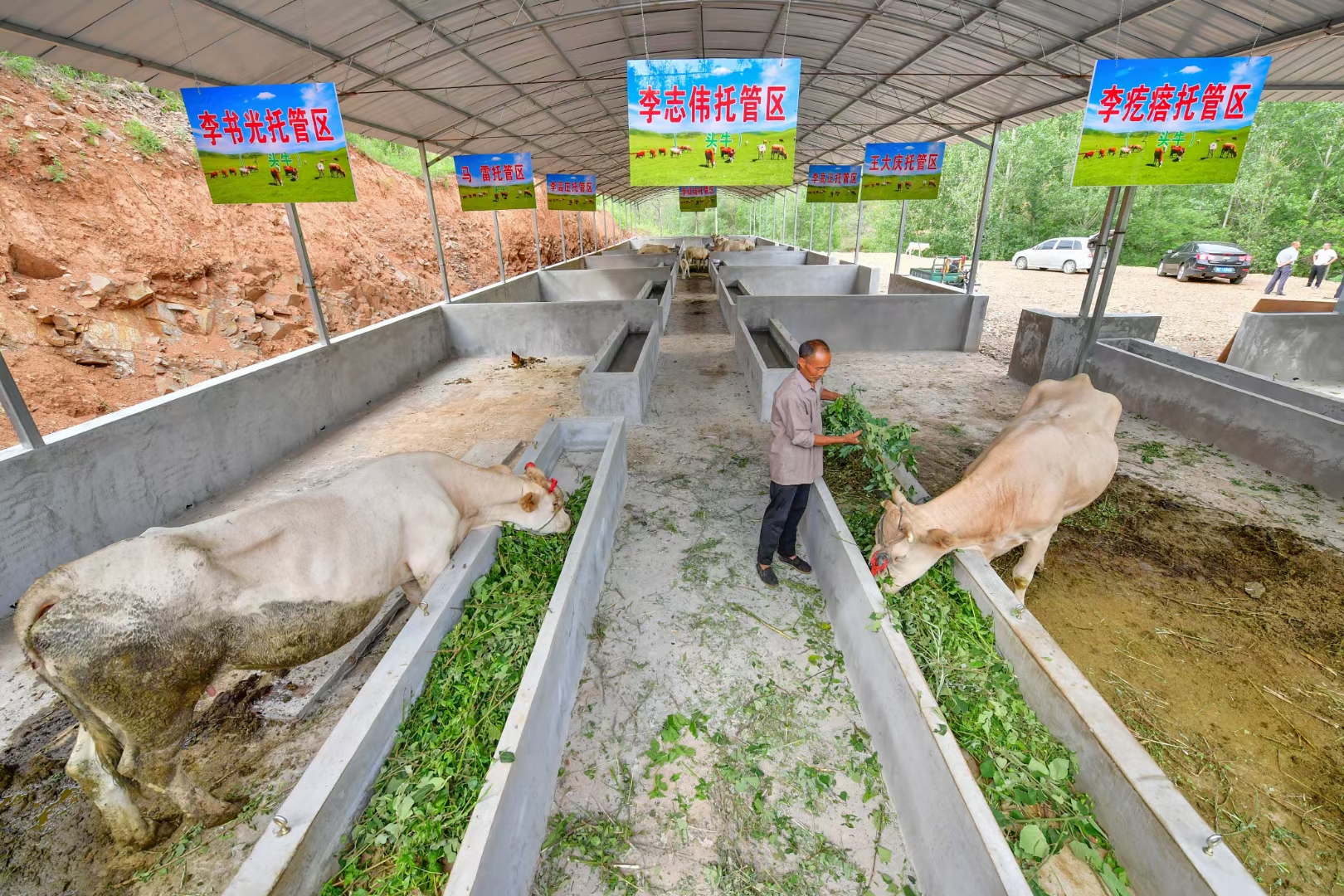 养牛致富牛气冲天价格实惠,牛气冲天养牛致富