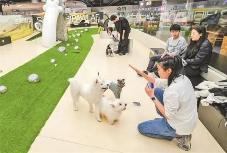 春节期间宠物寄养“房位”紧俏,家庭式宠物寄养一个月能赚多少钱