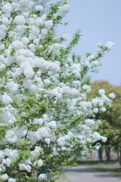 苏州值得逛的免费公园,苏州逛公园