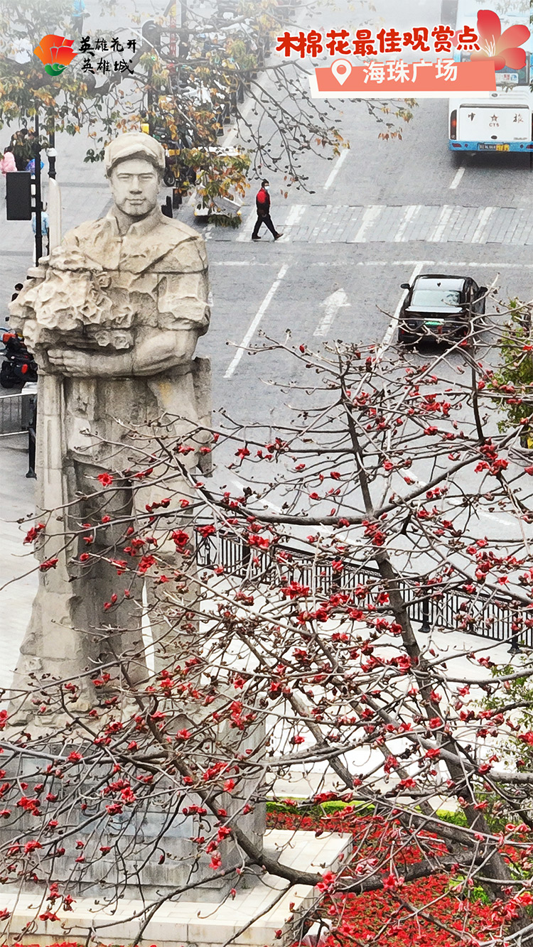 2022广州英雄城英雄花,广州英雄广场木棉花