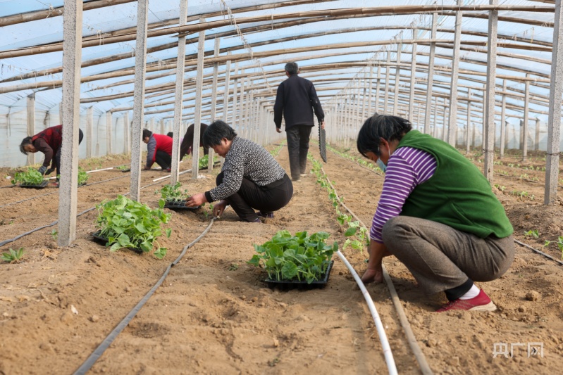 河北哪种甜瓜种植最好,邢台威县甜瓜种植