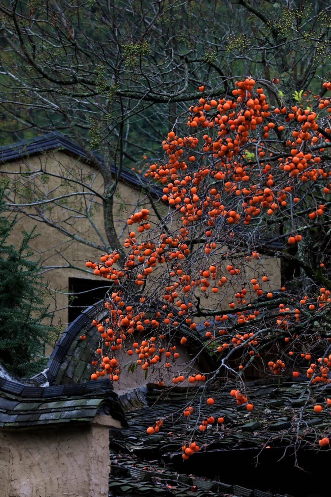 福建屏南乡村文创振兴有力量,宁德屏南文创让古村再现芳华