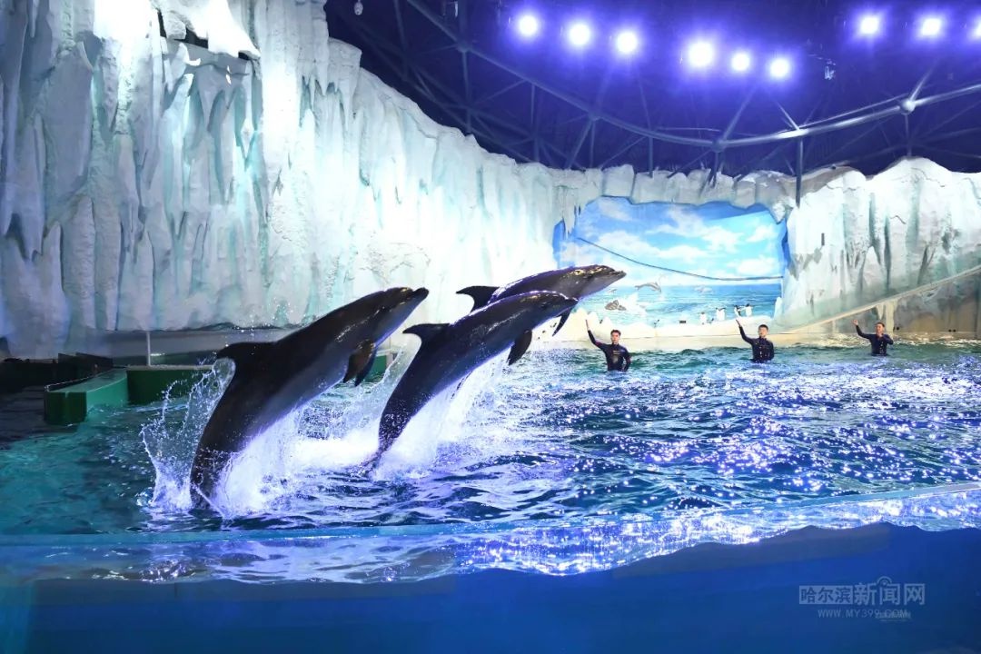 哈报与哈尔滨极地公园联手献爱心丨让孤独症儿童与白鲸亲密接触，点亮心灵之光