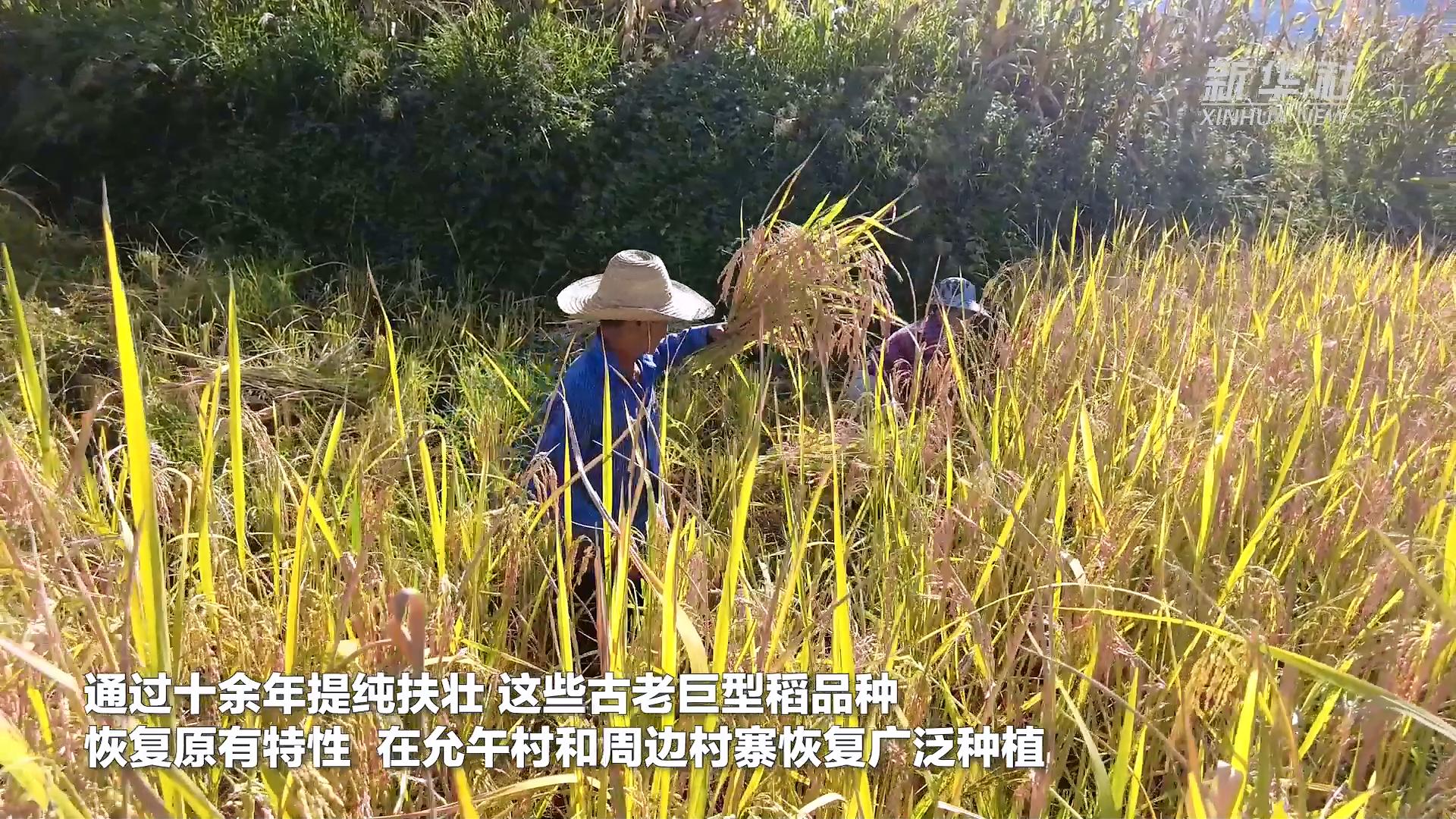 芒市遮放贡米,云南芒市遮放贡米迎丰收