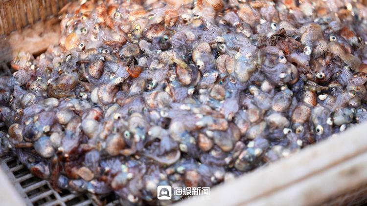 2023日照港海鲜最新报价,日照港海鲜最新价格今天