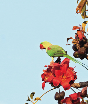 最大亚历山大鹦鹉,亚历山大鹦鹉广州种群