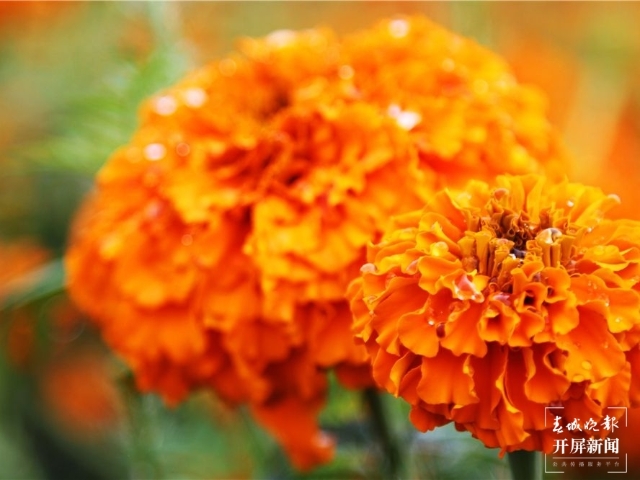 上热搜！取天地间的草木，云南女子将汉服染成了古诗词里的颜色