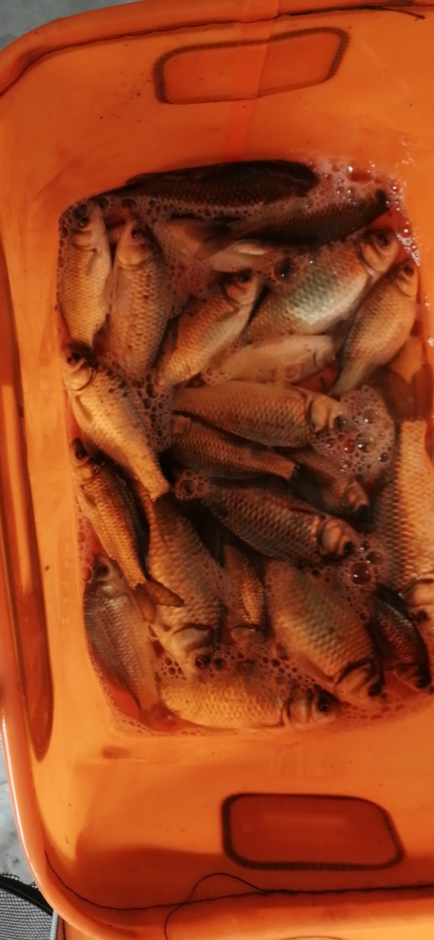 「双11」寒潮来袭检验是否空军，什么用蚯蚓也能上草鱼？