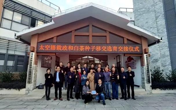 政和白茶顺应天时,政和白茶的种植方法