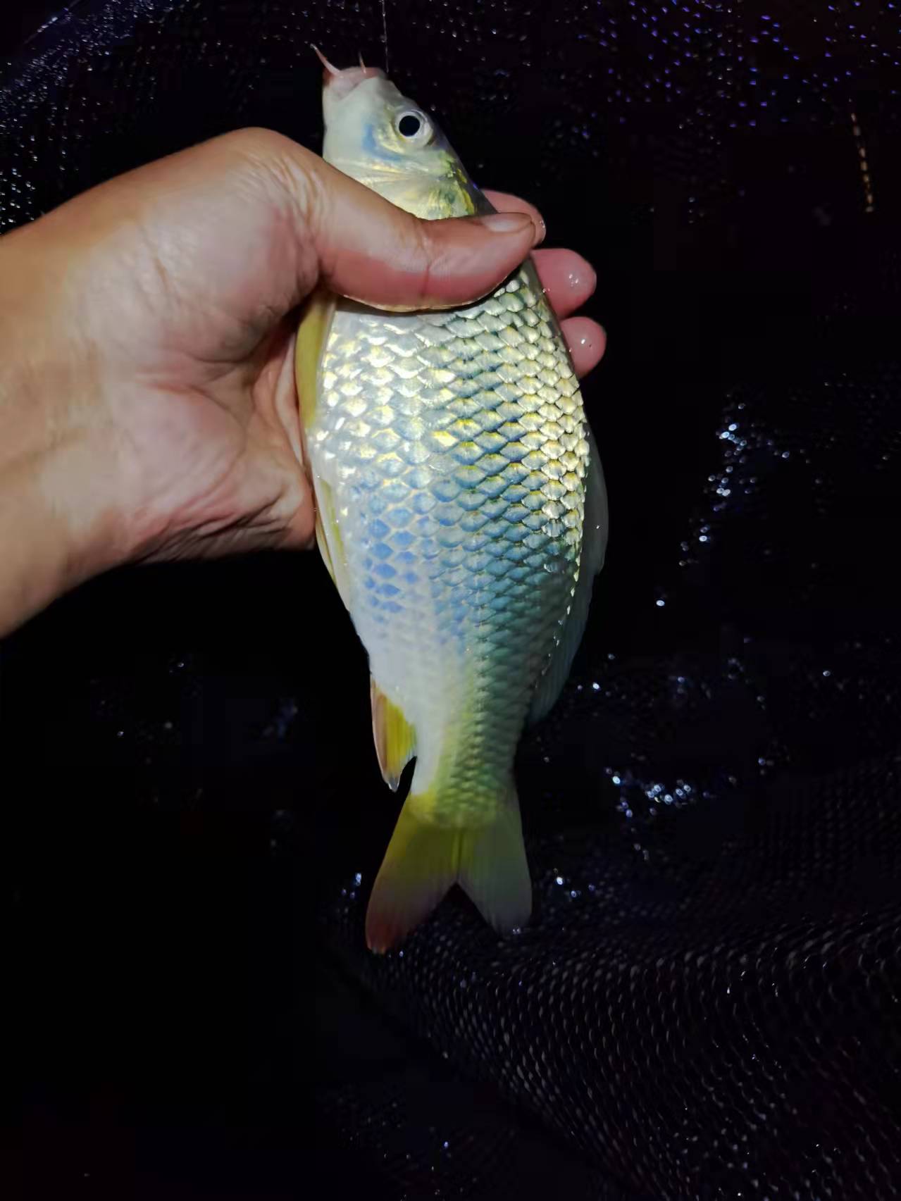 与老方探钓神秘仙境，黄金大鲤鱼靓丽狂野