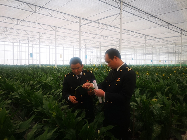 丽江海关扎实开展进境花卉种球后续监管，助力丽江高山花卉产业发展