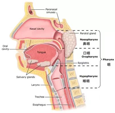 被咽炎折磨死了天天有痰,华西慢性咽炎特效药