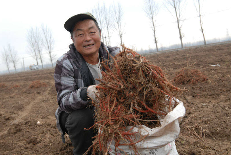 青岛市即墨区多渠道助力脱贫增收,青岛大田蓝莓丰收托起农民致富梦