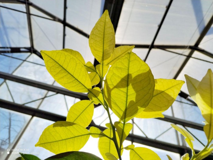 荣耀x30全面测评,荣耀x30上手体验