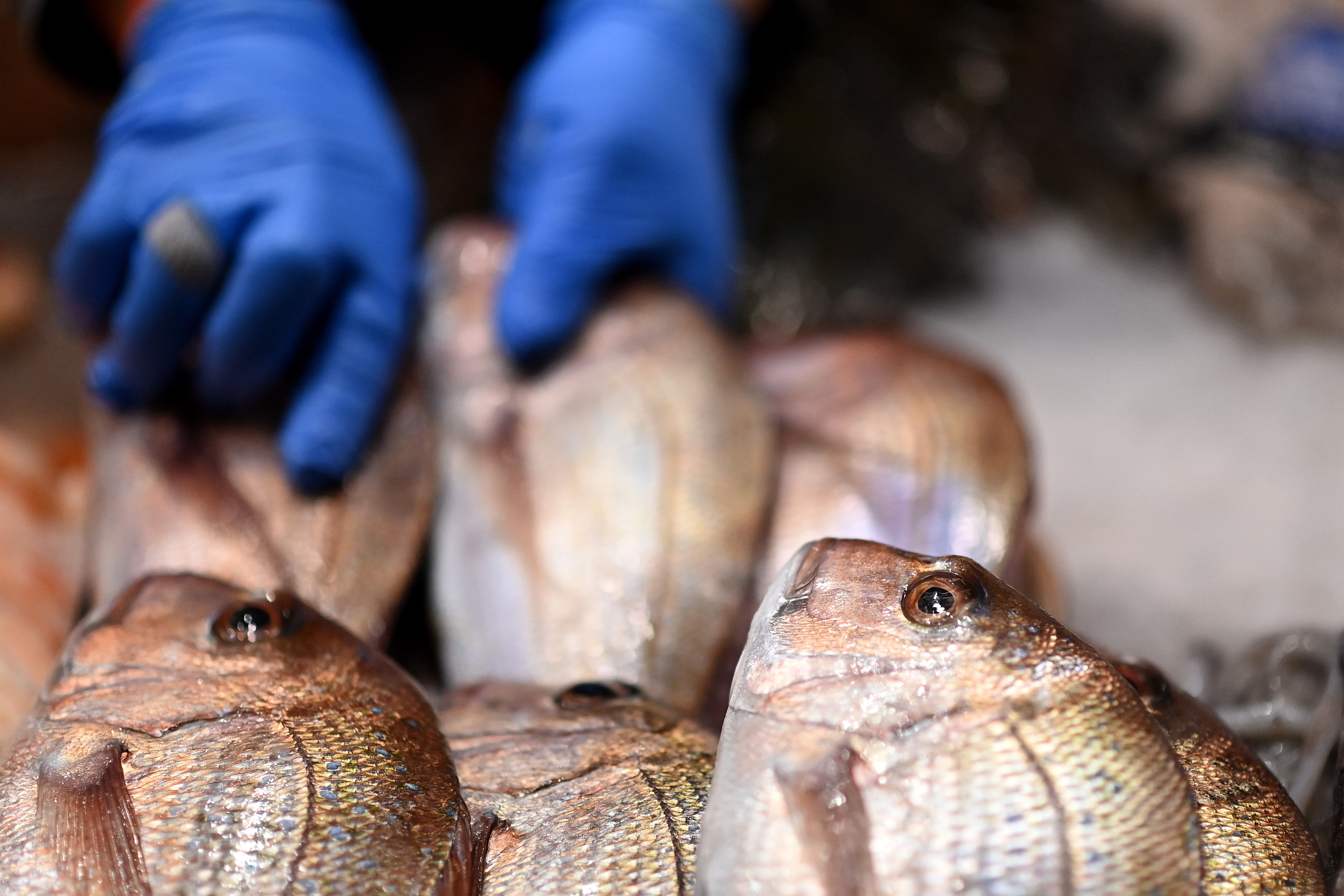 墨尔本海鲜餐厅推荐,墨尔本海鲜哪里最好吃