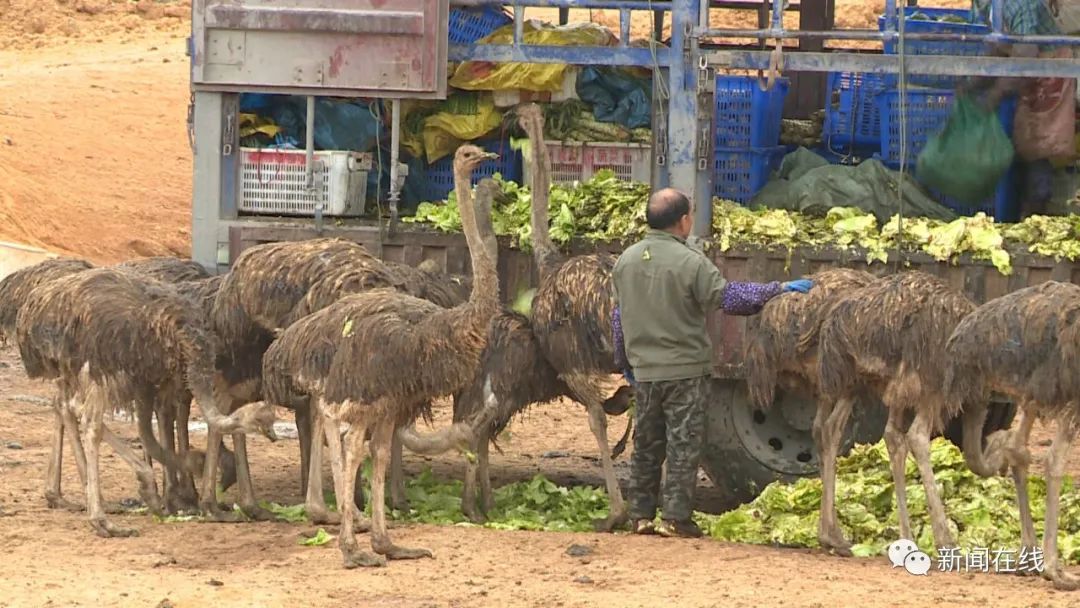 视频广西数十只鸵鸟凌晨上街狂奔,广西街头成群鸵鸟越狱街头狂奔