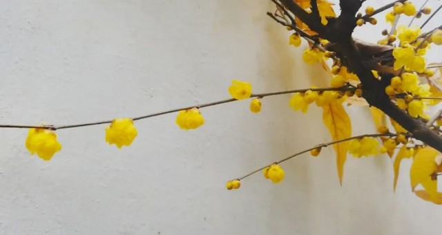 苏州赏腊梅最佳去处,苏州腊梅观赏攻略